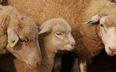 Pourquoi valoriser la laine ?